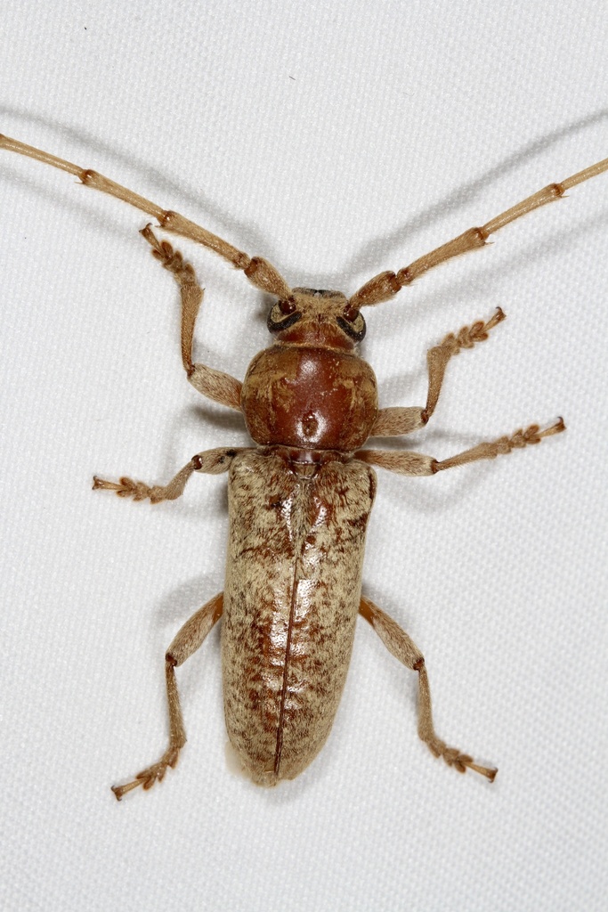 Red Oak Borer