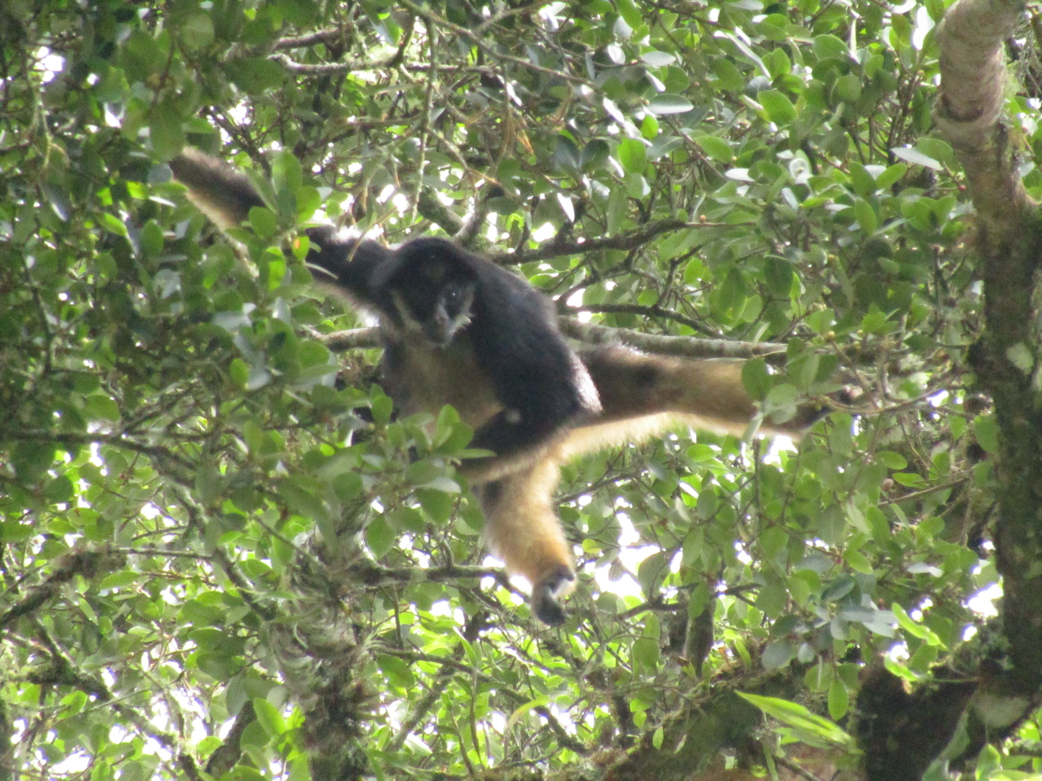 Macaco-aranha (Ateles belzebuth) - Ambientebrasil - Ambientes