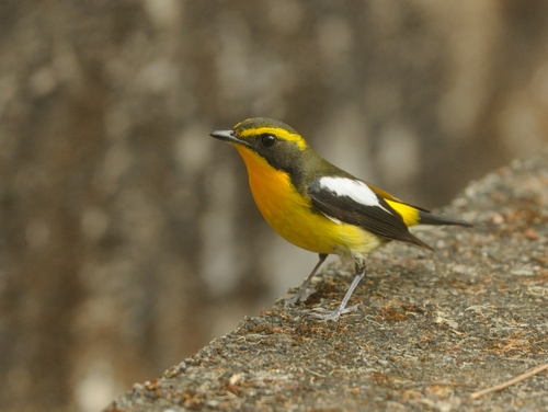 Ryukyu Flycatcher (Ficedula owstoni), photo 3