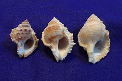 Bufonaria rana