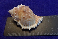 Bufonaria rana