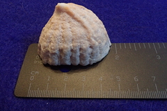 Crucibulum scutellatum