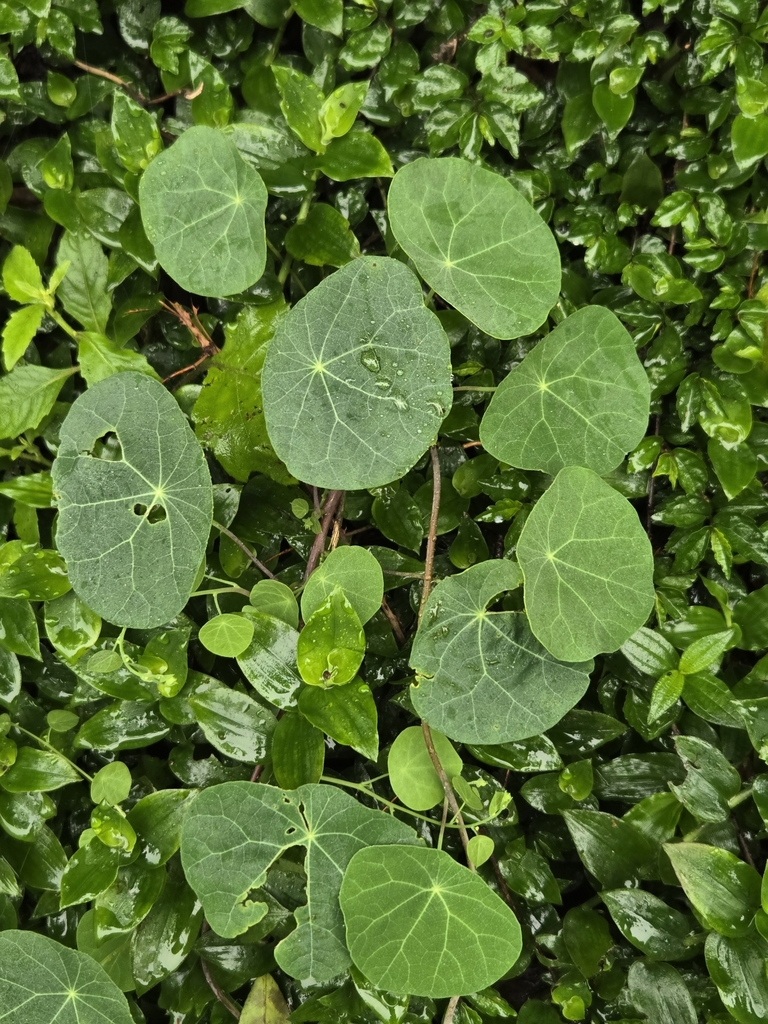 Stephania cephalantha, Taiwan