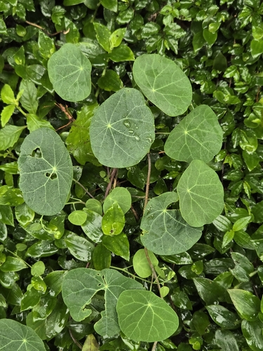 Stephania cephalantha