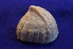 Crucibulum scutellatum