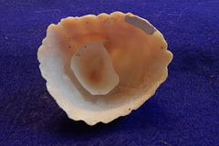 Crucibulum scutellatum
