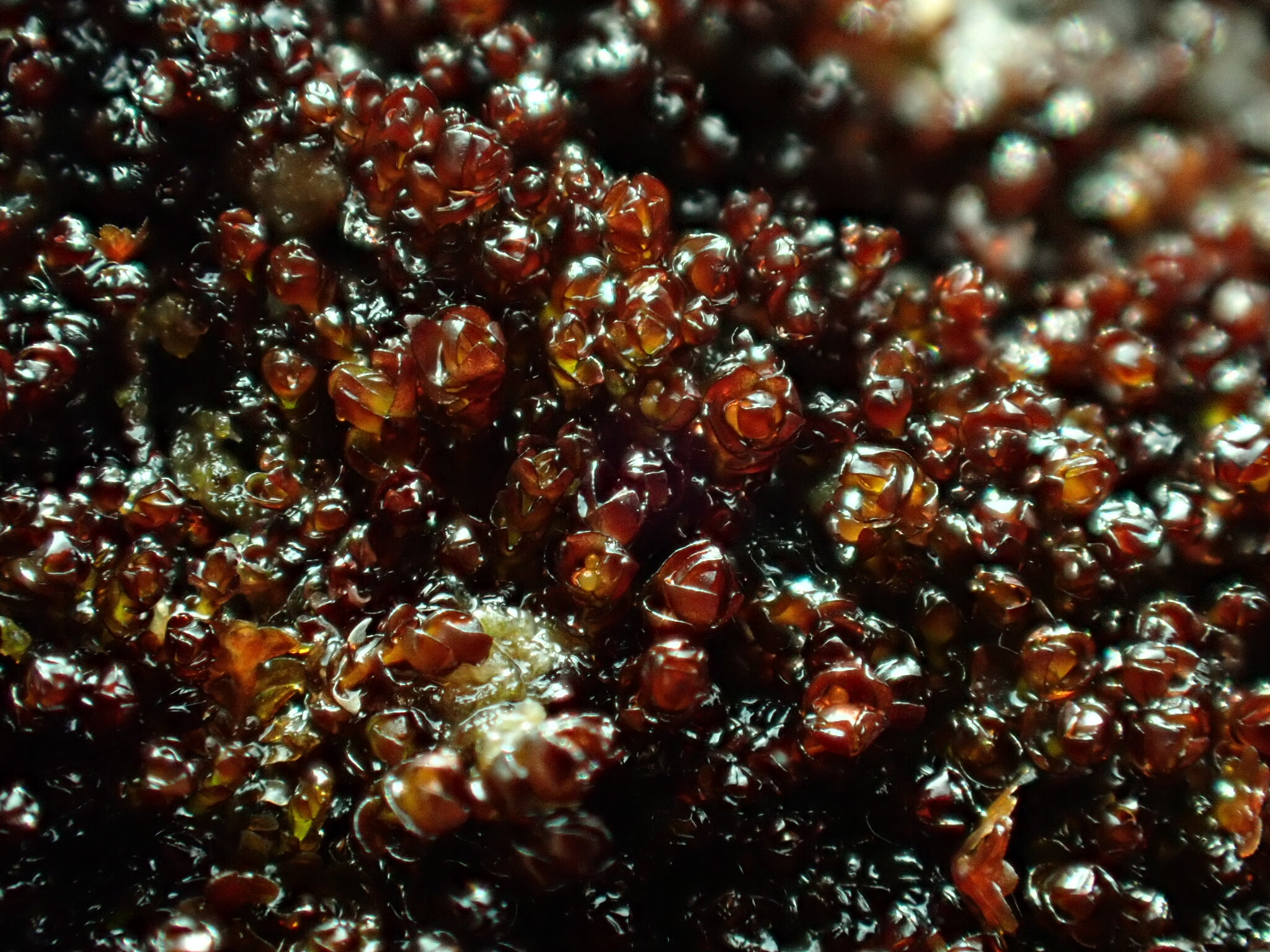 Gymnomitrion alpinum