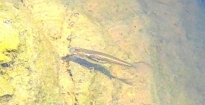 Blackstripe Livebearer