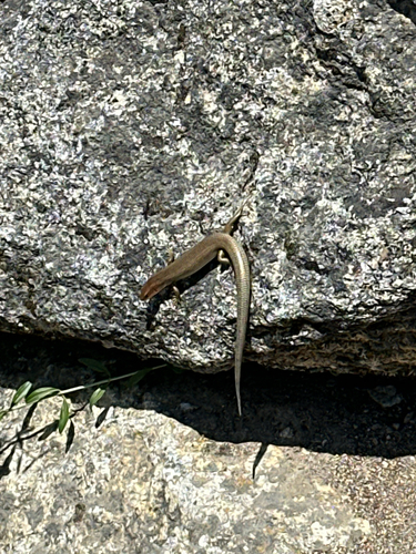 iNaturalist observation photo of Gilbert's Skink