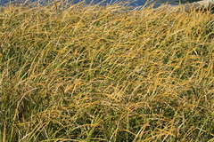 Carex lyngbyei