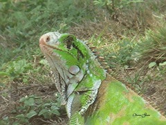 Iguana iguana
