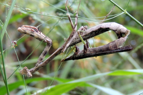 Carolina mantis