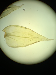 Antitrichia curtipendula