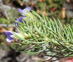 Psoralea azuroides