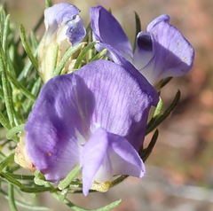 Psoralea azuroides