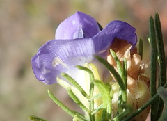 Psoralea azuroides