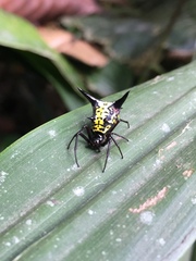 Micrathena raimondi