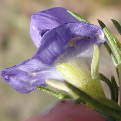 Psoralea azuroides