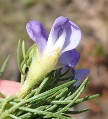 Psoralea azuroides