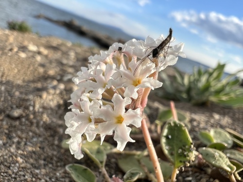 Wyoming Sand Verbena (Abronia ammophila)
