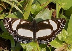 Neptis nicomedes