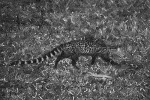Servaline Genet