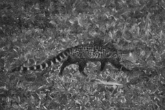 Servaline Genet photo 5