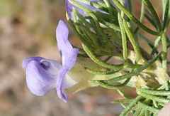 Psoralea azuroides