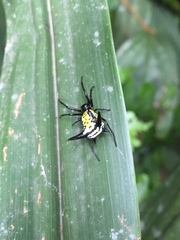 Micrathena raimondi