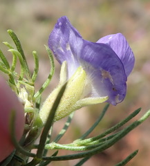 Psoralea azuroides