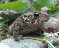Anaxyrus americanus charlesmithi
