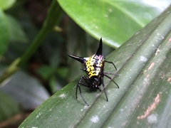 Micrathena raimondi