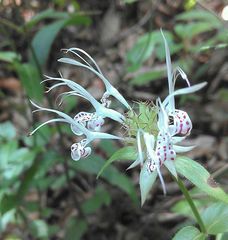 Monarda russeliana