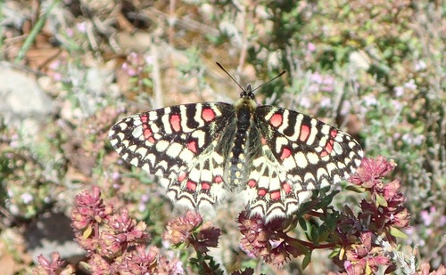 Spanish Festoon, Golf, 83550 Vidauban, France, photo 7 of 10