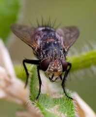 Deopalpus