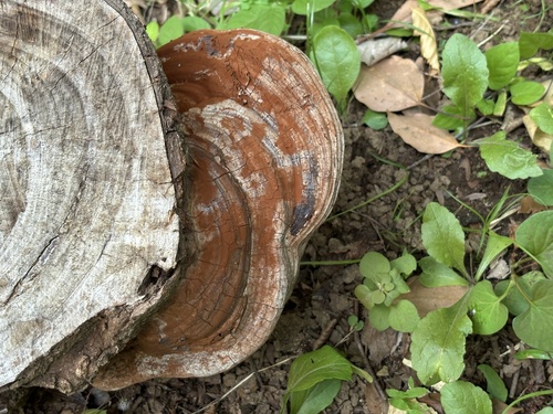 Ganoderma applanatum