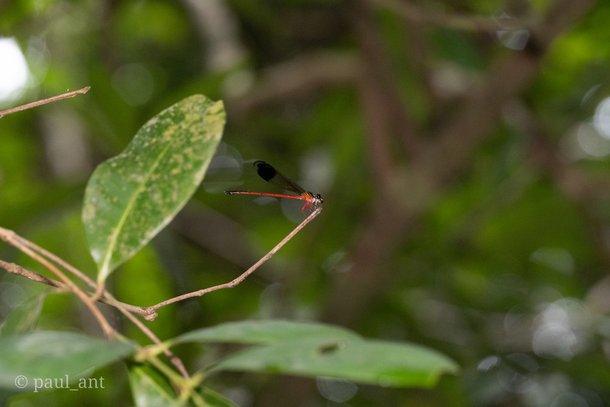 Malabar Satinwing