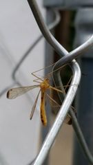 Hylobittacus apicalis