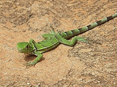 Iguana iguana