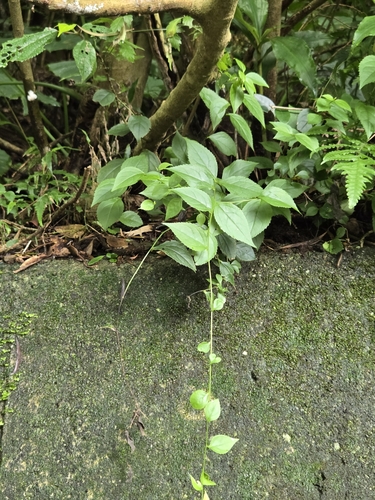 Veronicastrum axillare, photograph 6