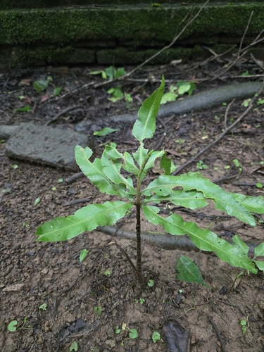 Flowering Fern (Helminthostachys zeylanica)