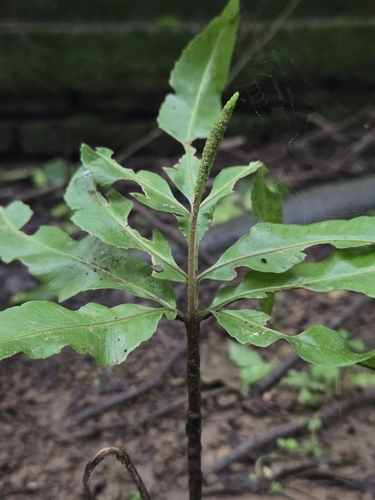 Helminthostachys zeylanica, photograph 4