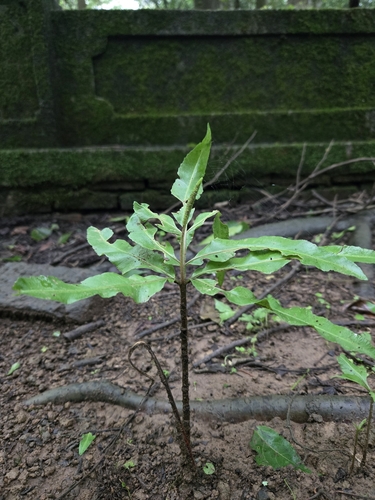 Helminthostachys zeylanica, photograph 5