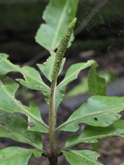 Helminthostachys zeylanica, photograph (c) jimmy, some rights reserved (CC BY)