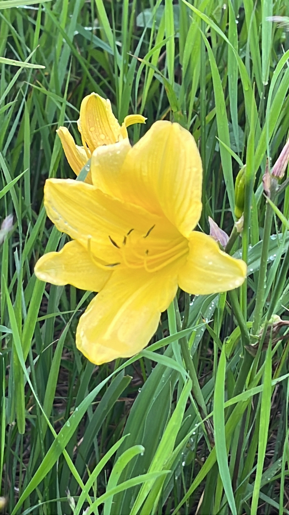 Hemerocallis yezoensis