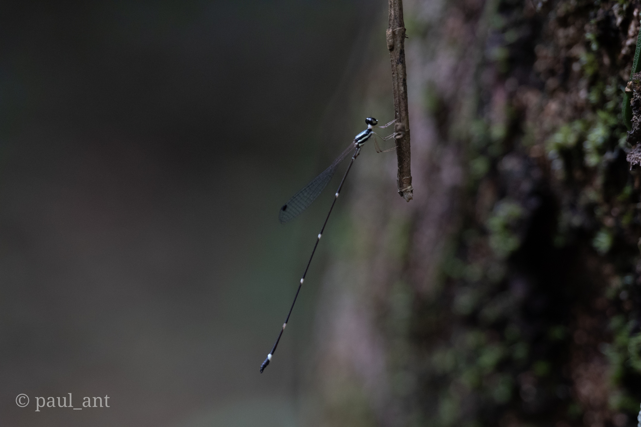 Pied Shadowdamsel