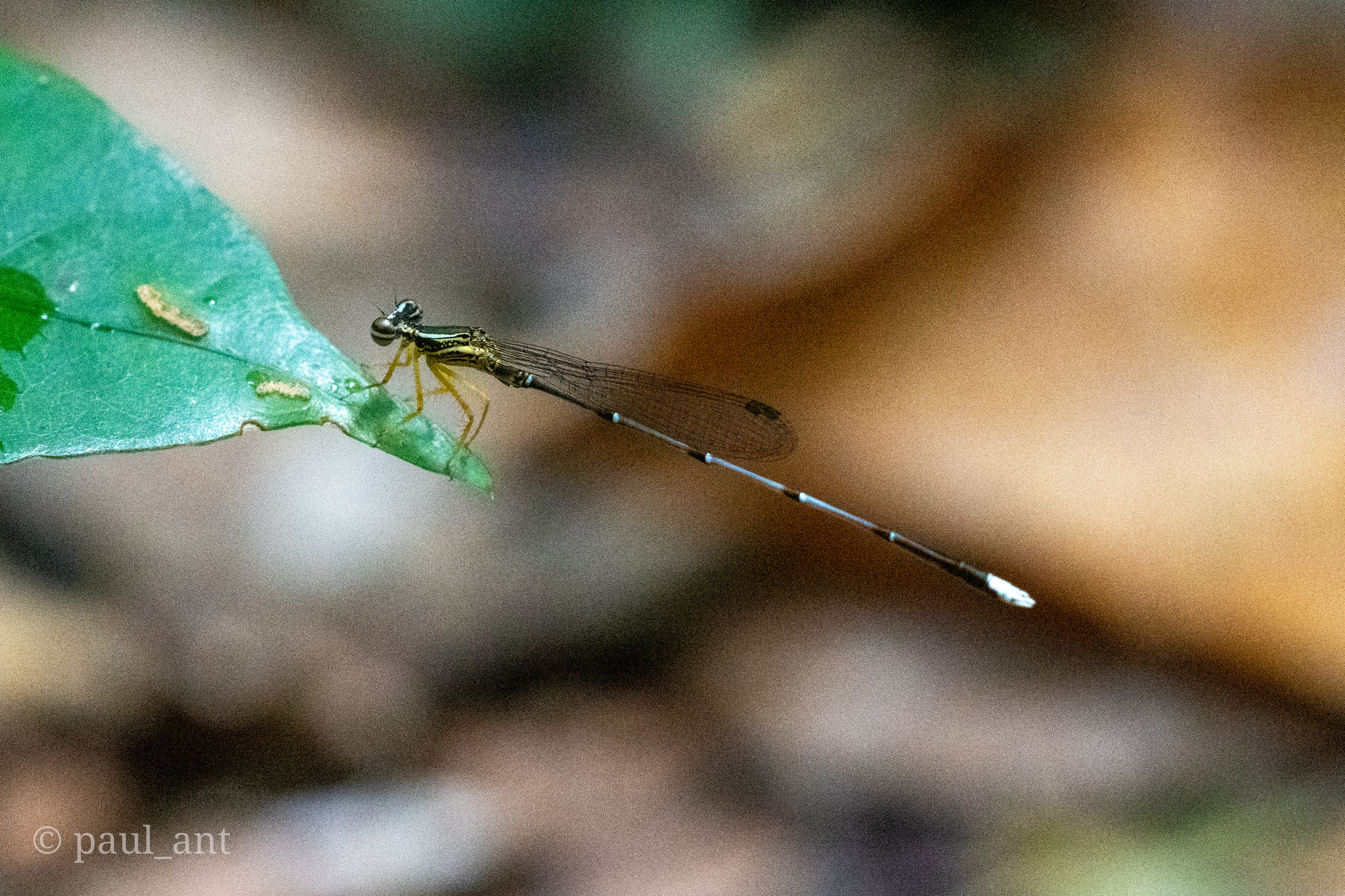 Blue Featherleg