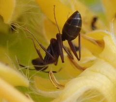 Camponotus vestitus