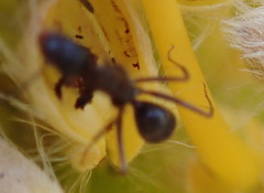 Camponotus vestitus