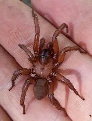 Myrmekiaphila comstocki